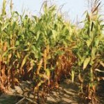 Subotica: Suše desetkovala rod kukuruza