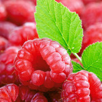 Prodajem sadnice maline Fertodi Zamatos