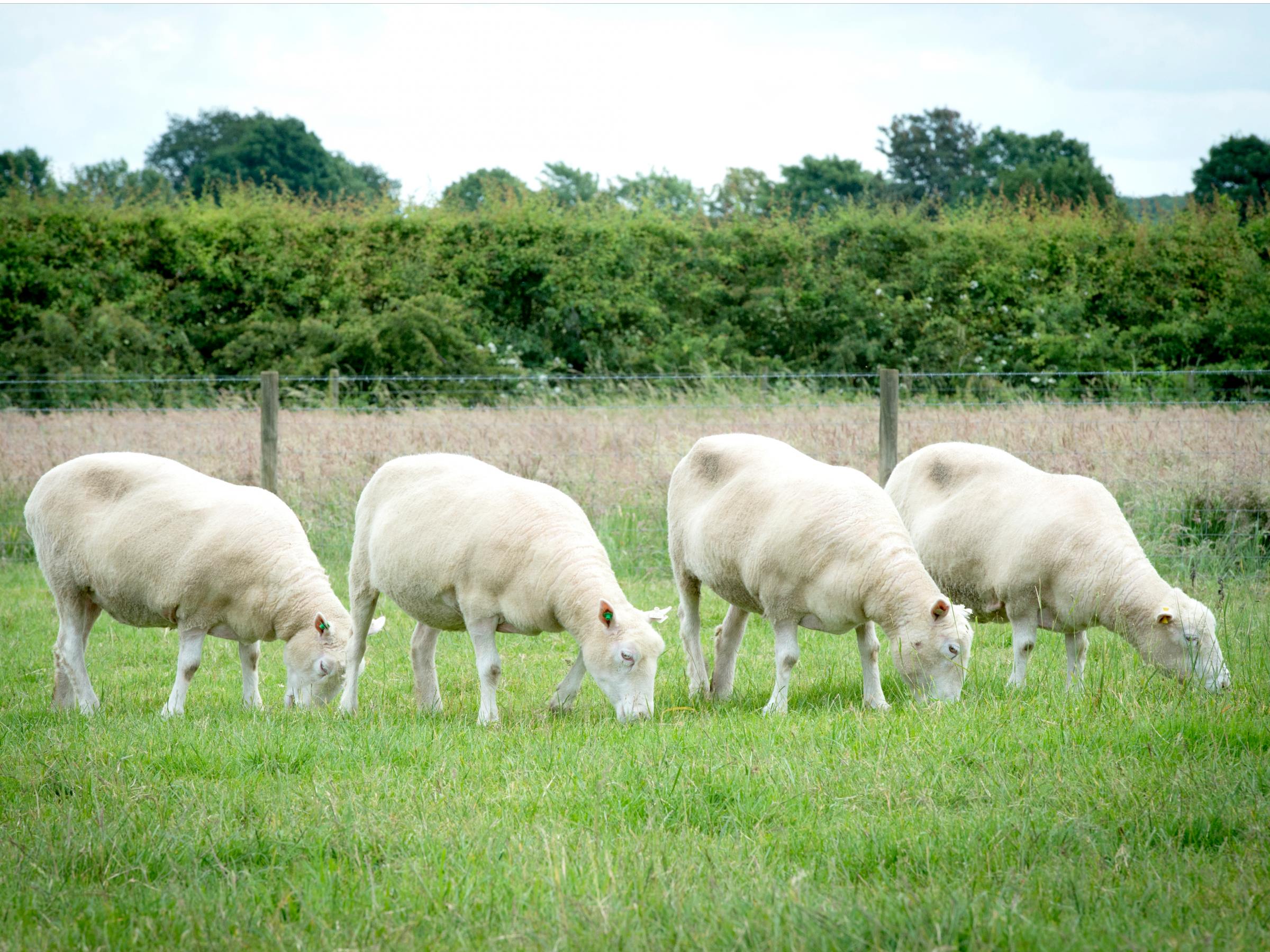 nottingham-dollies-grazing-cloned-sheep