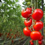2.2 Paradajz – setva/rasađivanje – Način gajenja